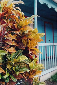 Image description is not available for 1994.008